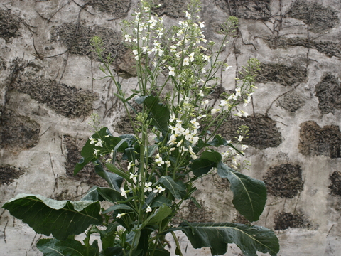 Couve galega (Brassica sylvestris)
Utilizada na confeção de pratos na cozinha.